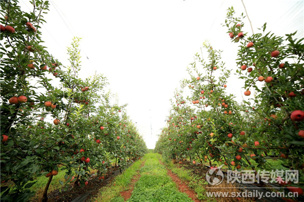 关于凤翔县苹果园新闻头条号的信息