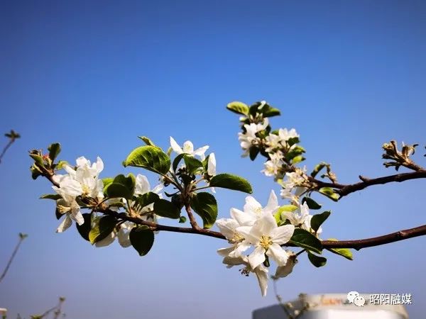 苹果树开花的新闻苹果树开花后多久坐果