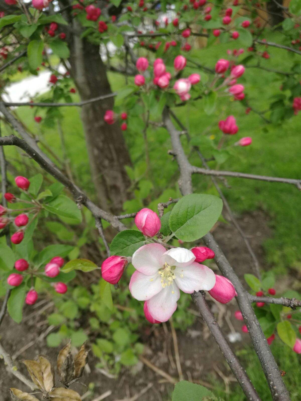 花开苹果版米言app苹果版下载