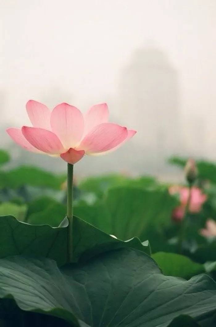 手机静版壁纸手机壁纸超清4k竖屏-第1张图片-太平洋在线下载