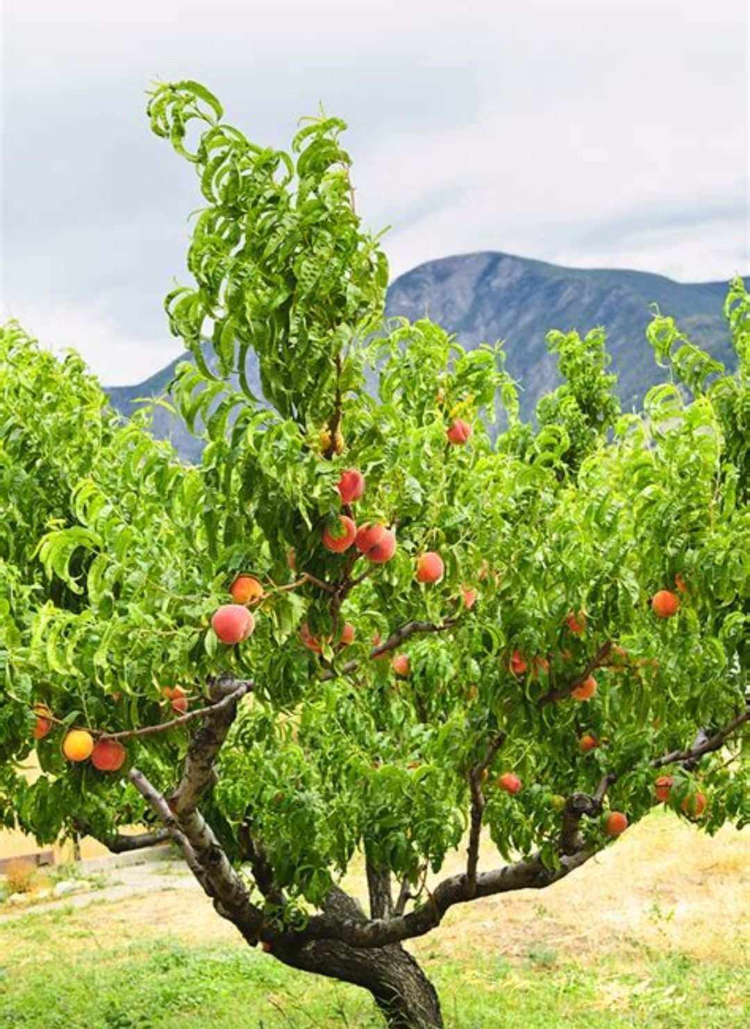 Peachin安卓版chatgtp官网入口-第1张图片-太平洋在线下载