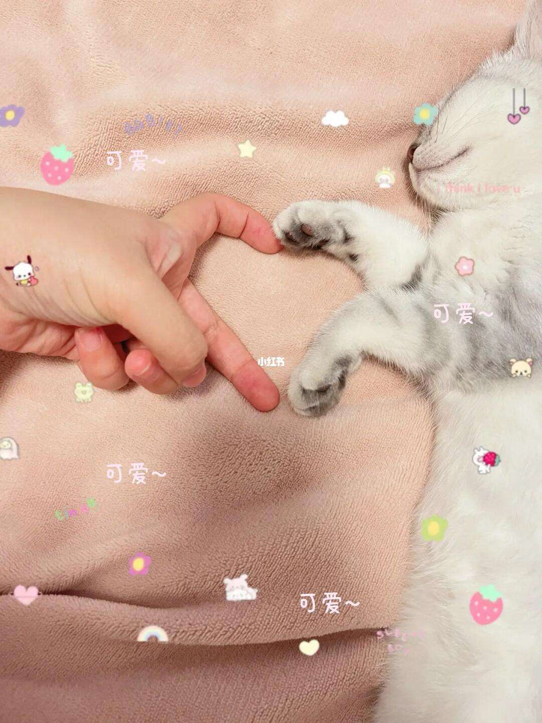 手机画比心猫咪版猫咪做心超要多少钱-第1张图片-太平洋在线下载