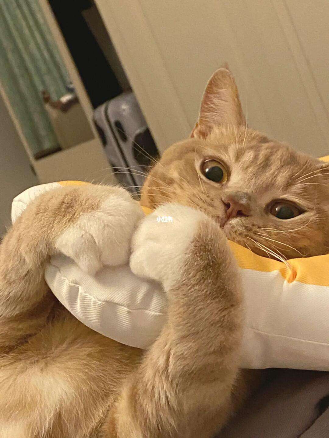 手机画比心猫咪版猫咪做心超要多少钱-第2张图片-太平洋在线下载