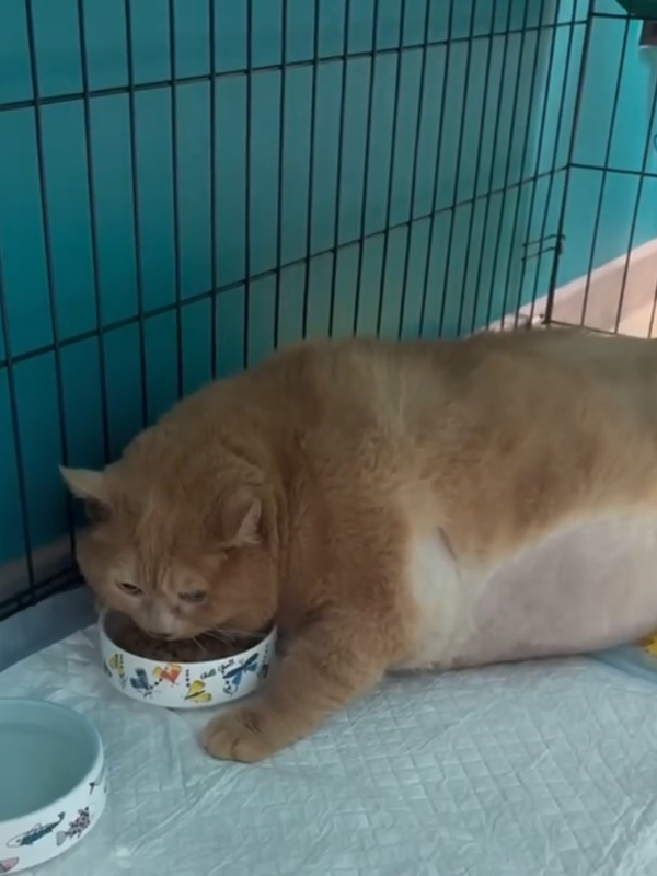 手机版橘猫测评在哪怎么用电脑看天猫手机端-第1张图片-太平洋在线下载
