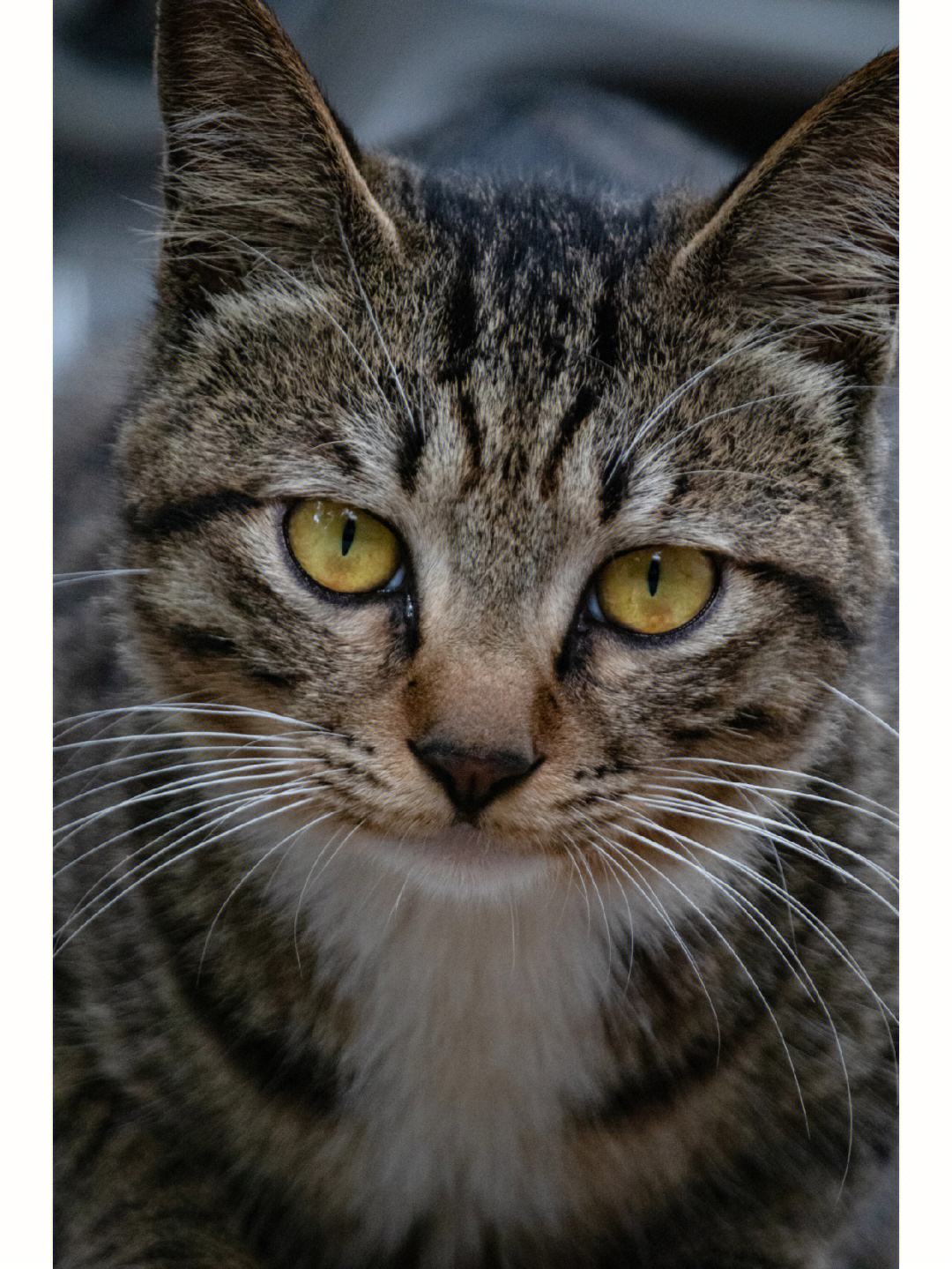 猫咪写真客户端小猫咪模拟器下载-第1张图片-太平洋在线下载