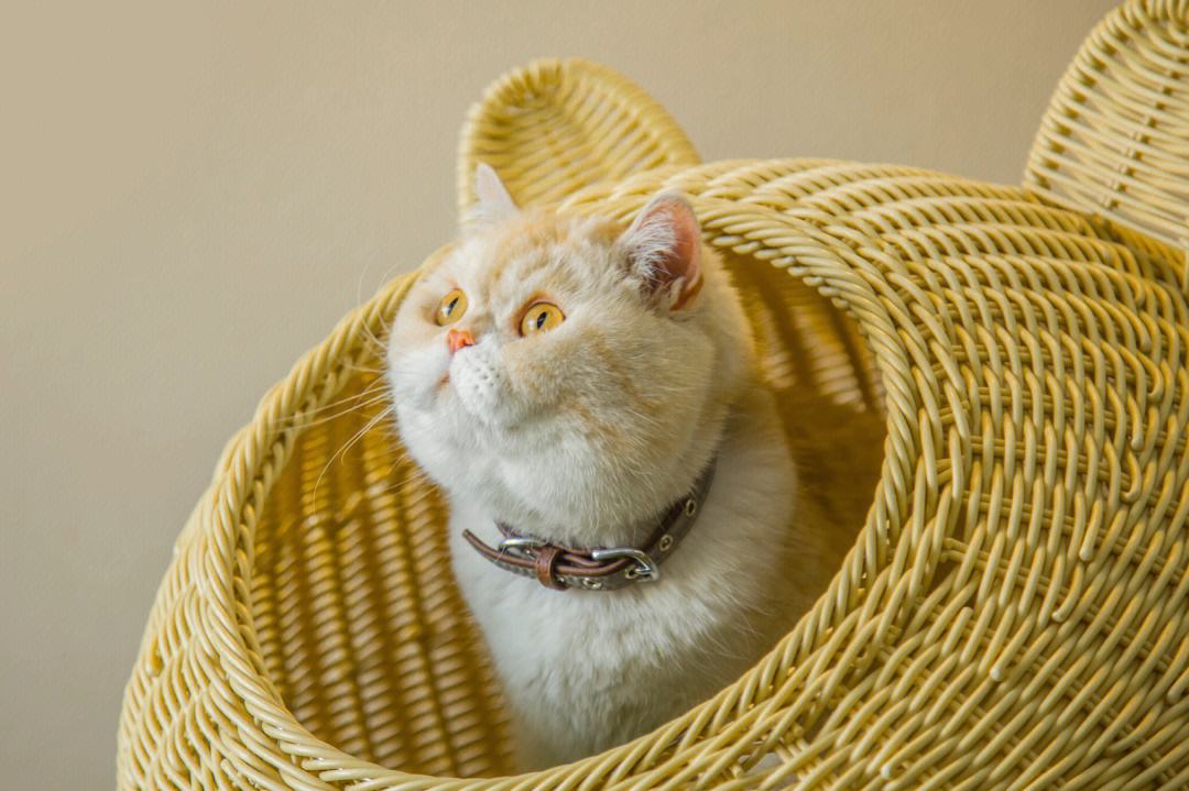 猫咪写真客户端小猫咪模拟器下载-第2张图片-太平洋在线下载