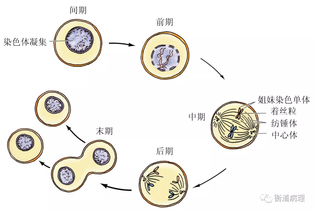 分裂细胞安卓版细胞分裂2明日潘多拉-第1张图片-太平洋在线下载