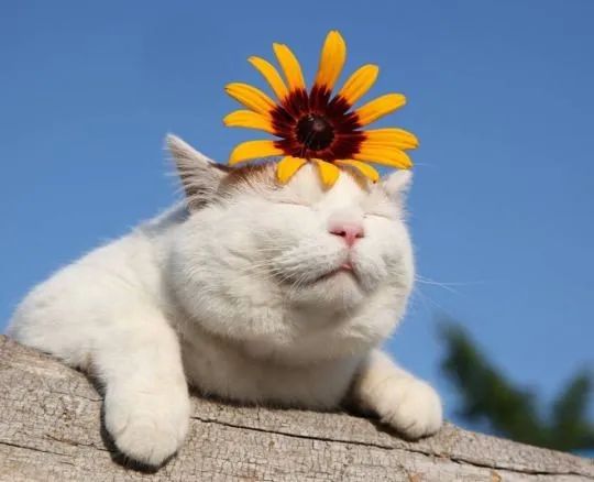 安卓版猫叔私猫安卓版本